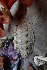 Acanthochitona zelandica