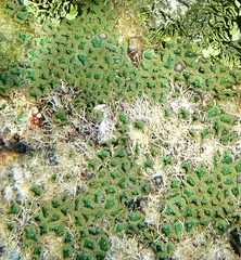 Zoanthus solanderi