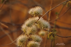 Combretum mossambicense