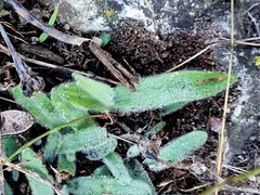 Ornithogalum hispidum