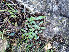 Ornithogalum hispidum