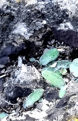Ornithogalum hispidum