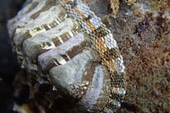 Sypharochiton sinclairi