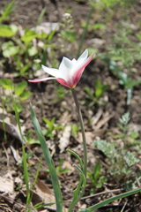 Tulipa clusiana