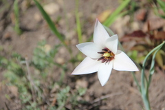 Tulipa clusiana