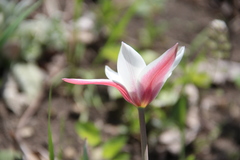 Tulipa clusiana