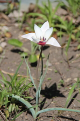 Tulipa clusiana