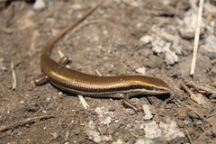 Marisora lineola