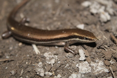 Marisora lineola