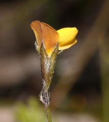Lebeckia wrightii