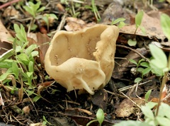 Helvellaceae