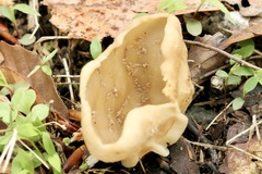 Helvellaceae