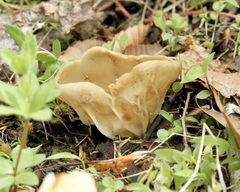 Helvellaceae