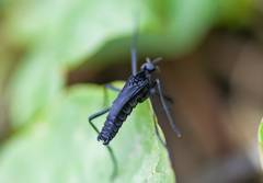 Penthetria funebris