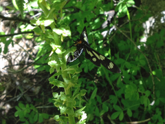 Gnophaela latipennis