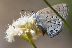 Satyrium behrii