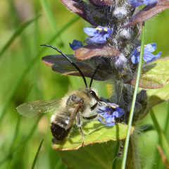 Eucera nigrescens