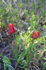 Tulipa undulatifolia