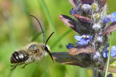 Eucera nigrescens