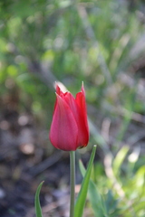 Tulipa undulatifolia