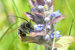 Eucera nigrescens