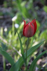 Tulipa undulatifolia