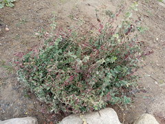 Euonymus