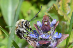 Eucera nigrescens