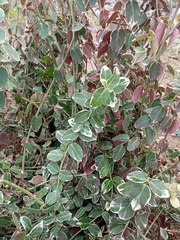 Euonymus