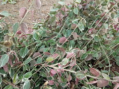 Euonymus
