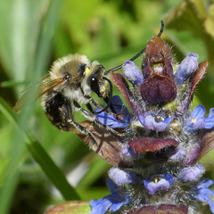 Eucera nigrescens