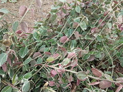 Euonymus