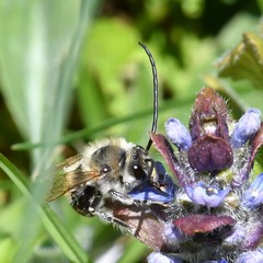 Eucera nigrescens