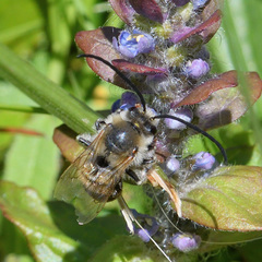 Eucera nigrescens