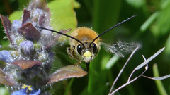 Eucera nigrescens
