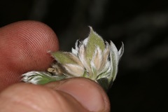 Amphithalea tomentosa