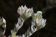 Amphithalea tomentosa