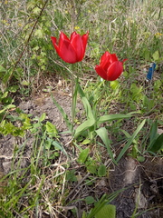 Tulipa undulatifolia
