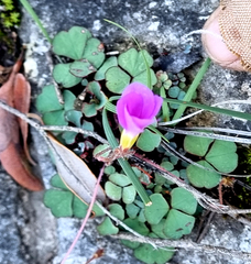 Oxalis imbricata