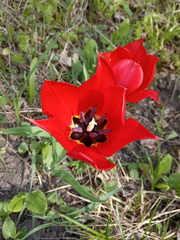 Tulipa undulatifolia