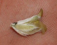 Amphithalea tomentosa