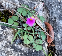 Oxalis imbricata