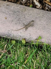 Sceloporus occidentalis