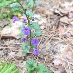 Glechoma hederacea