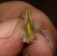 Amphithalea tomentosa