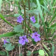 Glechoma hederacea