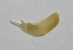 Amphithalea tomentosa