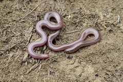 Xerotyphlops vermicularis