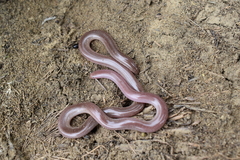 Xerotyphlops vermicularis