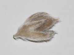 Amphithalea tomentosa